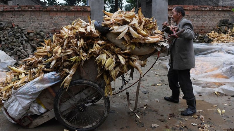 中国河南省贫困兰考县黄河附近的一个村庄,阴雨天气下,村民把玉米用塑料布遮盖起来,一辆车上装载着玉米皮。(法新社)
