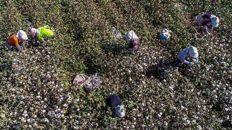 2018年10月14日在中国新疆哈密一家农场采摘棉花的农工(法新社资料图)
