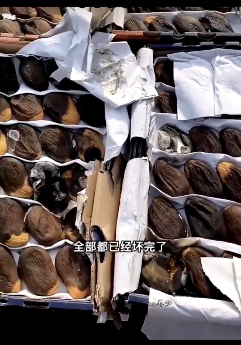 一水果商称,封城20天,芒果全部腐烂。(网络视频图片)